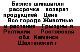 Бизнес шиншилла, рассрочка - возврат продукцией › Цена ­ 4 500 - Все города Животные и растения » Грызуны и Рептилии   . Ростовская обл.,Каменск-Шахтинский г.